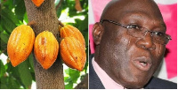 Traces of mercury found in Ghana's cocoa beans