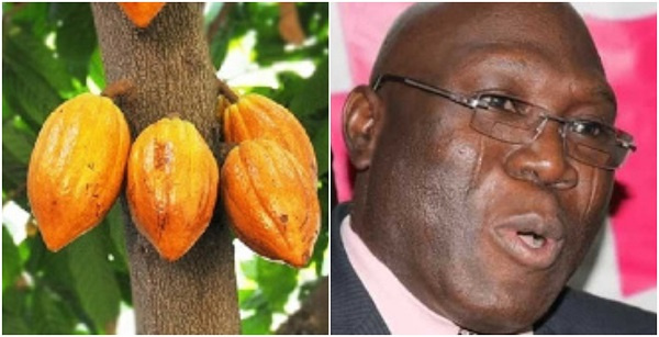 Traces of mercury found in Ghana's cocoa beans