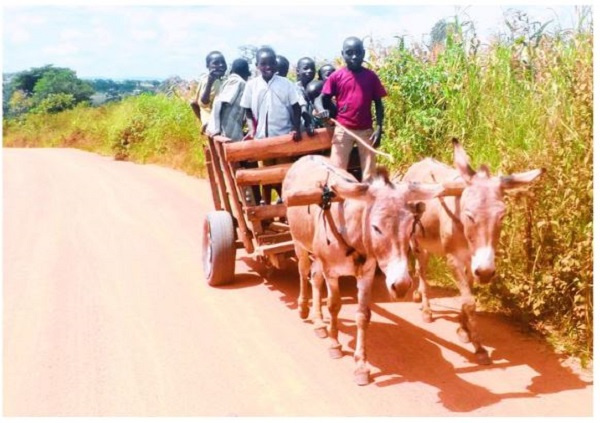 Millions of donkeys are slaughtered for their skins and meat every year