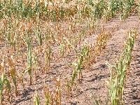 Some dead maize on a farm in the West North region