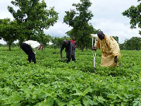 Physically challenged farmers in the East Gonja Municipality