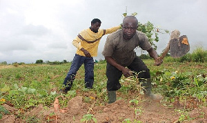 Sweet Potato Farmers