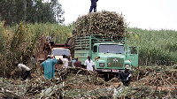 Farmers harvesting sugar cane in Uganda. FILE PHOTO | NMG