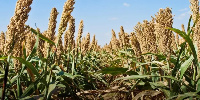 Sorghum