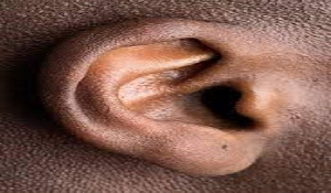 Ear.