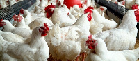 The local poultry industry requires the support of both public and private investments