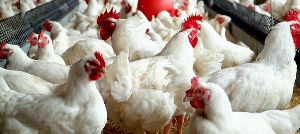 The local poultry industry requires the support of both public and private investments