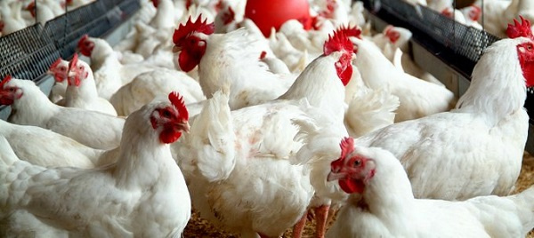 The local poultry industry requires the support of both public and private investments