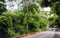 Road stretch passing through the forest