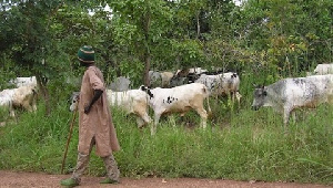 Fulani Cattle Pll