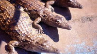 Crocodiles are eat up livestock in people's homes