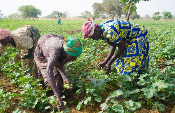 File photo: The farmers are unable to generate income to invest in their business due to coronavirus