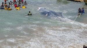 Whale Capecoast1