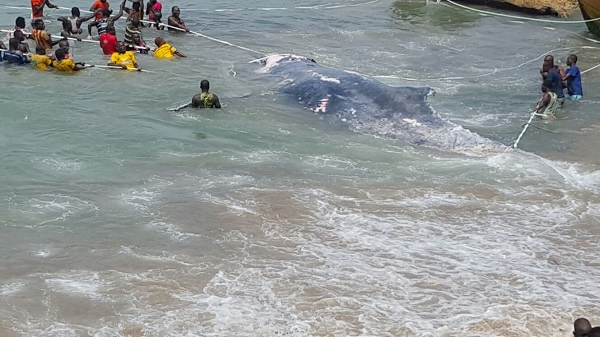 Whale found on the shores of Moree