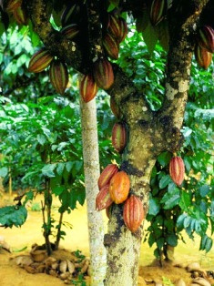 Cocoa Tree