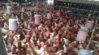 A total of 2,350 birds died from the disease in the affected farms in the region