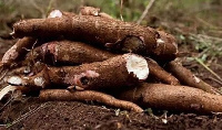 Cassava production in Ghana