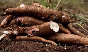 Cassava