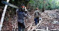 File photo of chainsaw operators