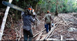 File photo of chainsaw operators