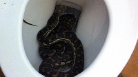 Snake wey dey inside toilet bowl | File photo