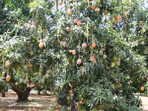 Mango Plantation