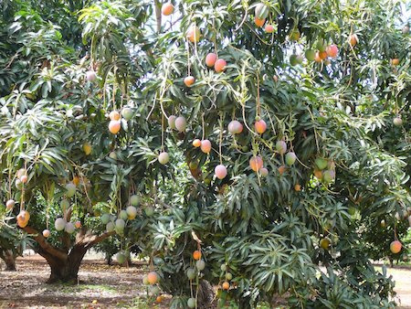 mango tree