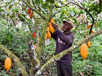 Cocoa Farm.   File photo.