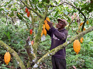 Cocoa Farmer2