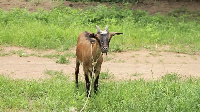 22 people dead after consuming stolen goat at Akyem Osenase