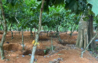 A cocoa farm where galamsey activities has taken place | File photo