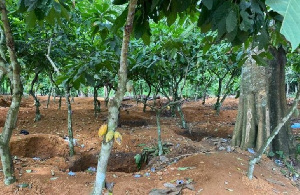 A cocoa farm where galamsey activities has taken place | File photo