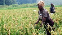 File photo of a farmer