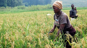 Farmers Ghana12