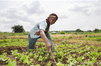 A farmer attending to his crops | File photo