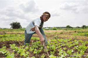 A farmer attending to his crops | File photo