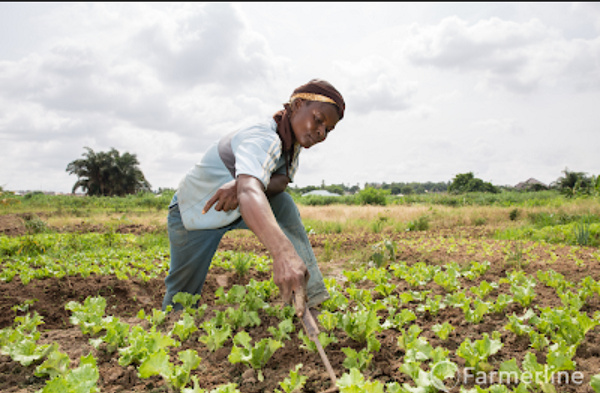 A Ghanaian farmer