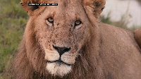 Lions are becoming an endangered specie in parts of the continent