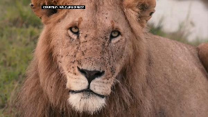 Lions are becoming an endangered specie in parts of the continent