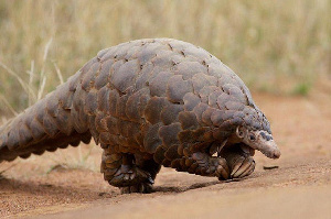 File photo of a Pangolin