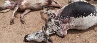 Some cattle killed by the irate youth