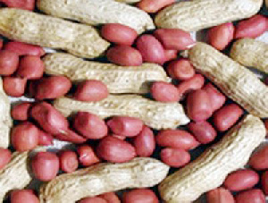 Groundnut Pod