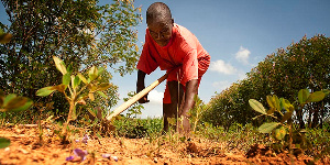 Agriculture Farmer Weeds