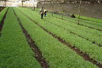 File photo of a horticulture farm