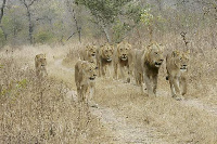 Lions