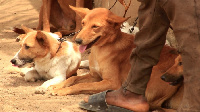 Prices for live dogs have surged from GH₵80 to GH₵400-500