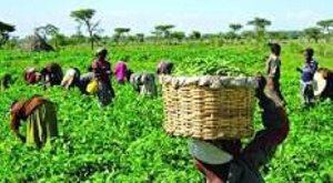 A group of people working on a farmland