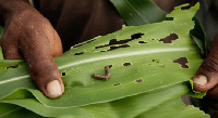 Fall Armyworm