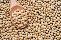 Soyabean export affecting poultry feed