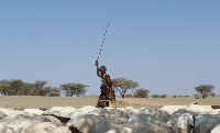 In Kenya's Turkana County alone, drought has killed an estimated half million head of livestock